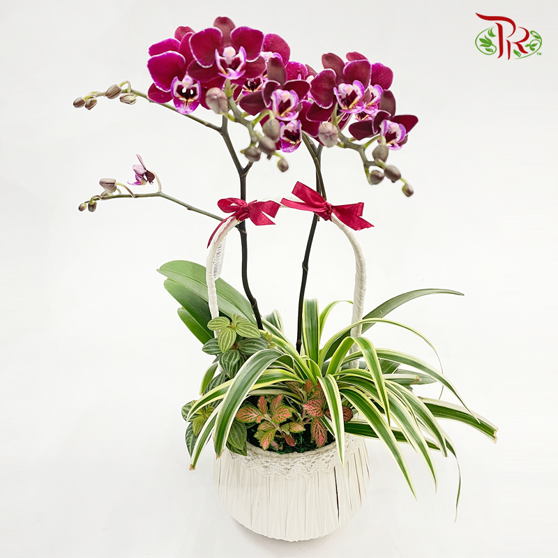 Basket Mini Phalaenopsis Orchid With Hanging Ornament (Random Choose Color)