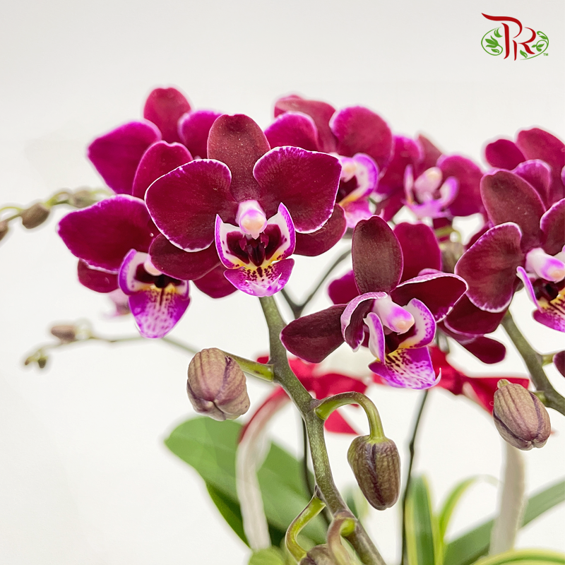 Basket Mini Phalaenopsis Orchid With Hanging Ornament (Random Choose Color)