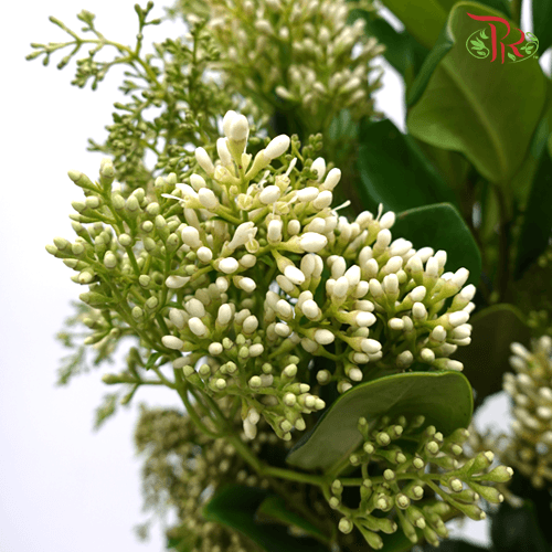 Ficus Benjamina - Pudu Ria Florist