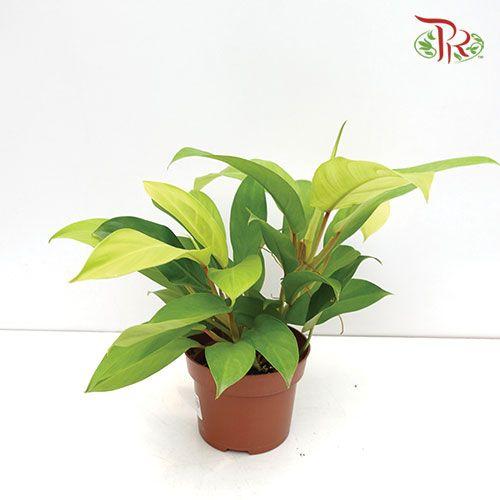 Philodendron Golden Emerald  《綠寶石紅苞蔓綠絨》 - Pudu Ria Florist