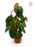 Philodendron Melanochrysum J01《黑金蔓绿绒》