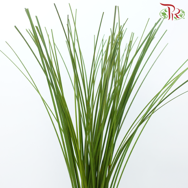 Bear Grass - (Per Bunch)-Africa-prflorist.com.my