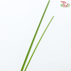 Bear Grass - (Per Bunch)-Africa-prflorist.com.my