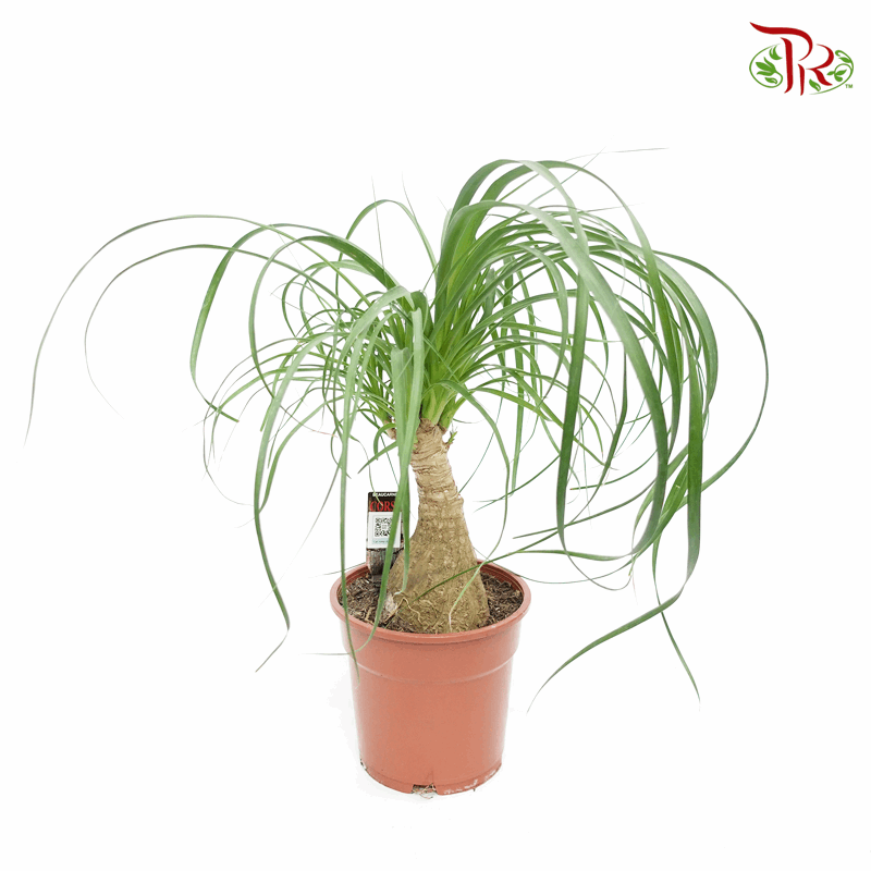 Beaucarnea Recurvata (Pony Tail Palm) 《酒瓶蘭》