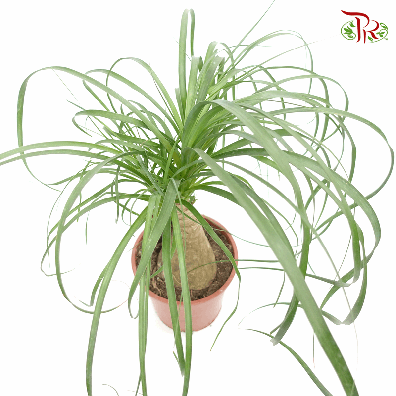 Beaucarnea Recurvata (Pony Tail Palm) 《酒瓶蘭》