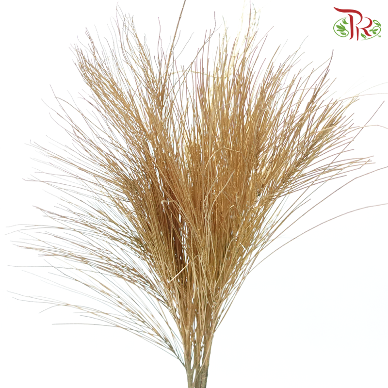 Beefwood Xmas Dyed - Gold (5 Stems)-Gold-Africa-prflorist.com.my