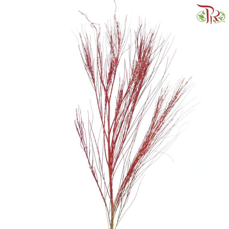 Beefwood Xmas Dyed - Red (5 Stems)-Red-Africa-prflorist.com.my