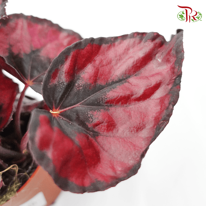 Begonia Red Kiss - Pudu Ria Florist