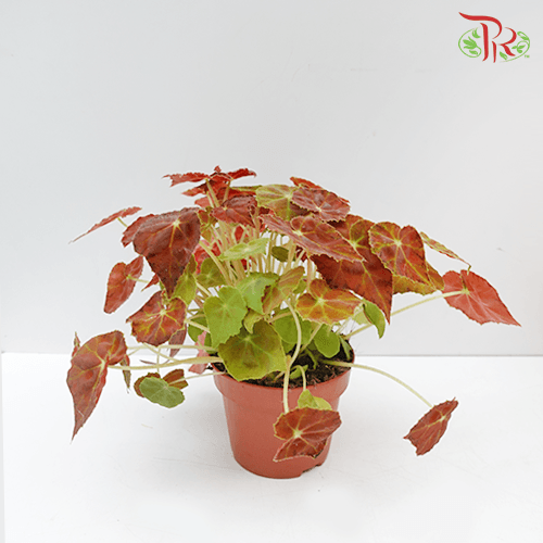 Begonia Amber Love 《秋海棠》