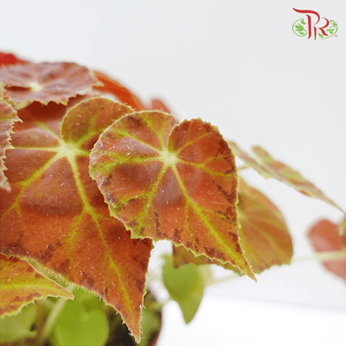 Begonia Amber Love 《秋海棠》