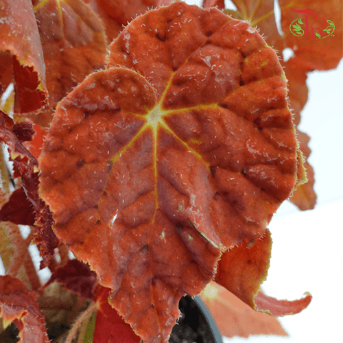 Begonia Autumn Ember《秋之华秋海棠》
