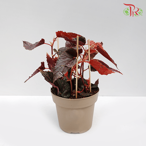 Begonia Benigo Pink-Pudu Ria Florist-prflorist.com.my