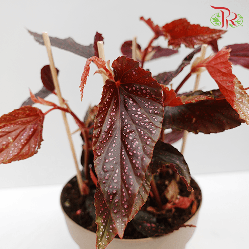 Begonia Benigo Pink-Pudu Ria Florist-prflorist.com.my