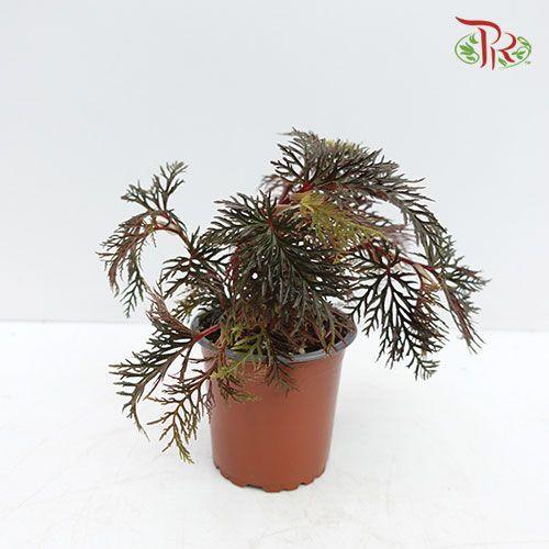 Begonia Bipinnatifida 《蕨叶秋海棠》-Pudu Ria Florist-prflorist.com.my