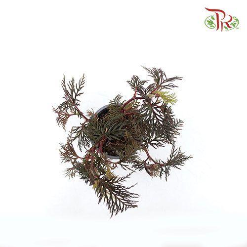 Begonia Bipinnatifida 《蕨叶秋海棠》-Pudu Ria Florist-prflorist.com.my