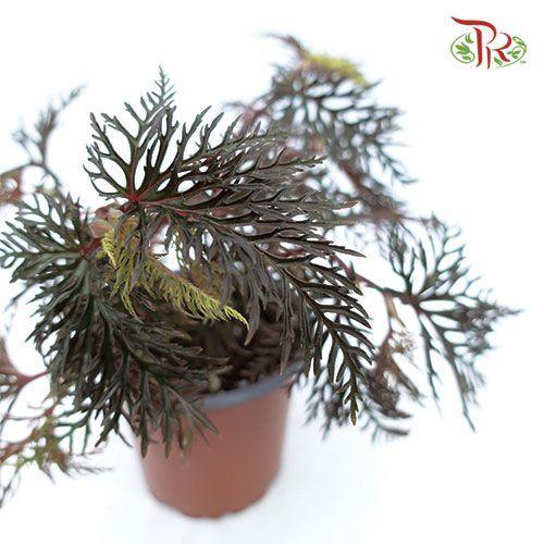 Begonia Bipinnatifida 《蕨叶秋海棠》-Pudu Ria Florist-prflorist.com.my