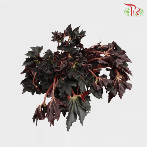 Begonia Black Fang《黑利齒秋海棠》-Pudu Ria Florist-prflorist.com.my