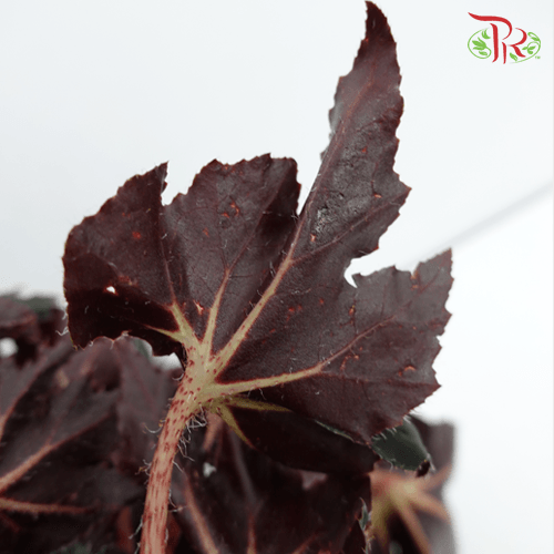 Begonia Black Fang《黑利齒秋海棠》-Pudu Ria Florist-prflorist.com.my