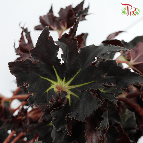 Begonia Black Fang《黑利齒秋海棠》-Pudu Ria Florist-prflorist.com.my