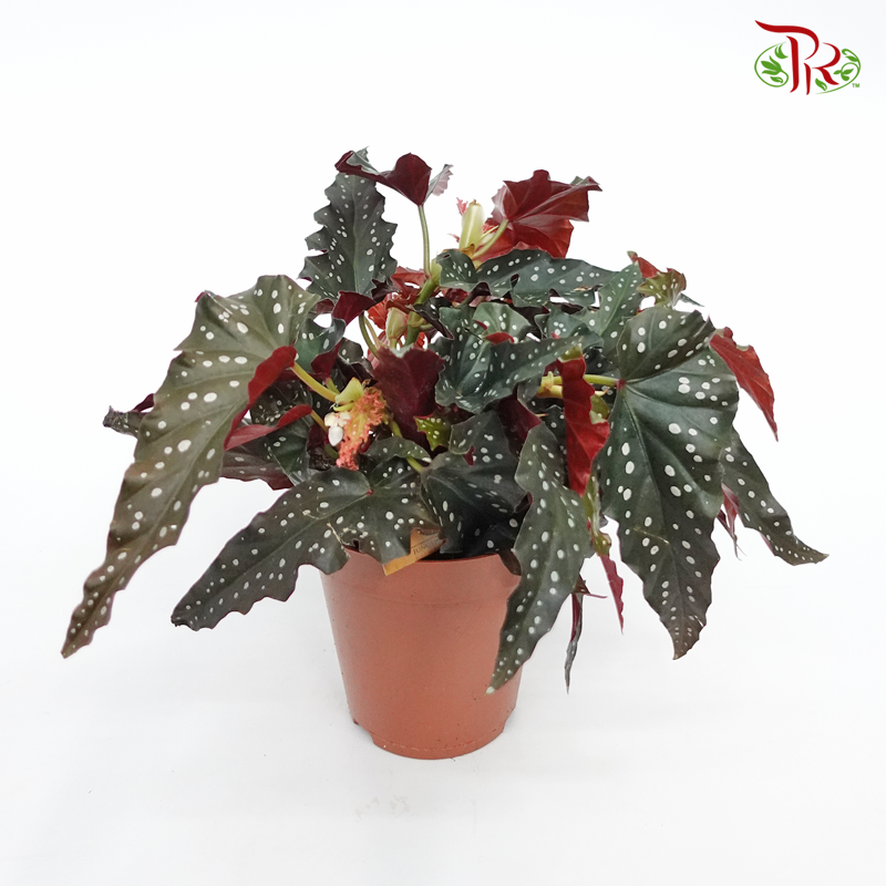 Begonia Black Forest 《秋海棠》