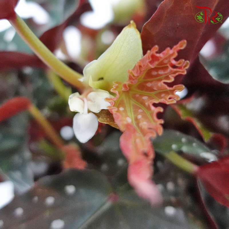 Begonia Black Forest 《秋海棠》