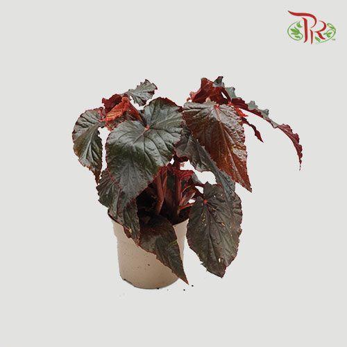 Begonia Black Magic《秋海棠》-Pudu Ria Florist-prflorist.com.my