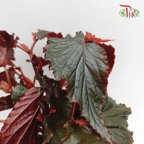 Begonia Black Magic《秋海棠》-Pudu Ria Florist-prflorist.com.my