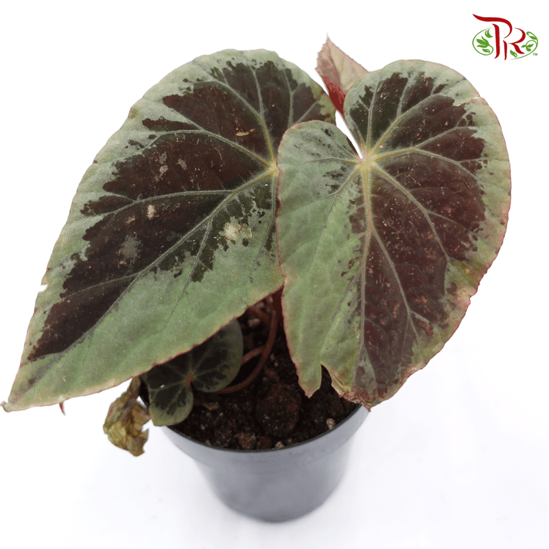 Begonia Burkillii《伯基爾秋海棠》