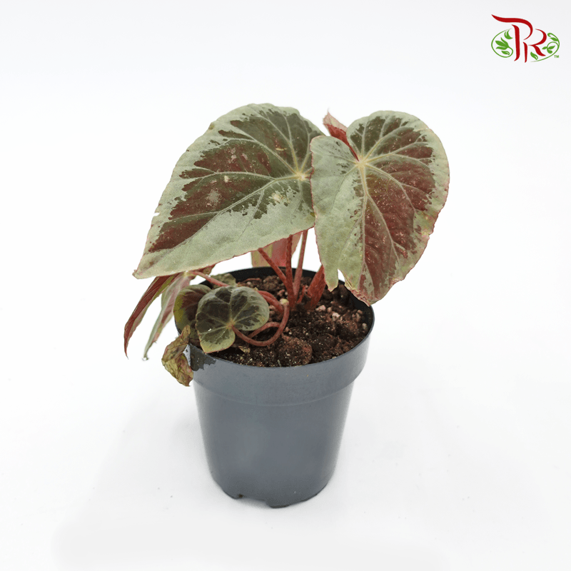 Begonia Burkillii《伯基爾秋海棠》-Pudu Ria Florist-prflorist.com.my