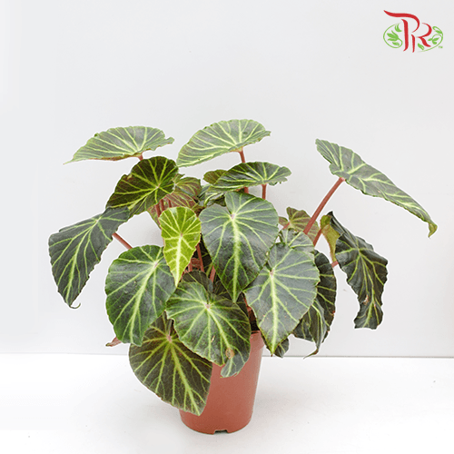 Begonia Chingipengii 鏡毅秋海棠-Pudu Ria Florist-prflorist.com.my
