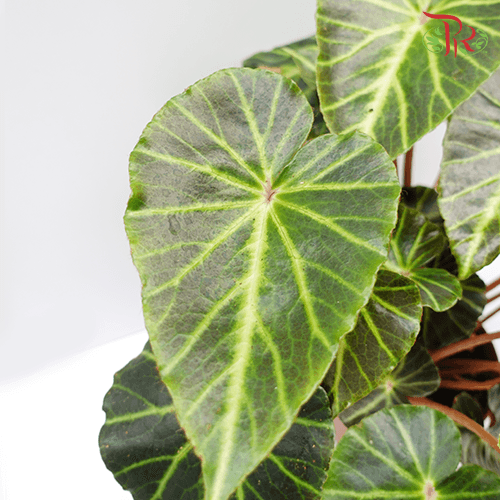 Begonia Chingipengii 鏡毅秋海棠-Pudu Ria Florist-prflorist.com.my