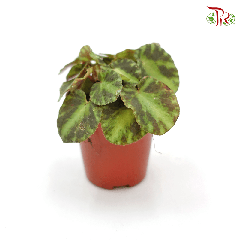 Begonia Cleopatra  《艷后秋海棠》