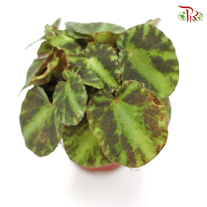 Begonia Cleopatra  《艷后秋海棠》