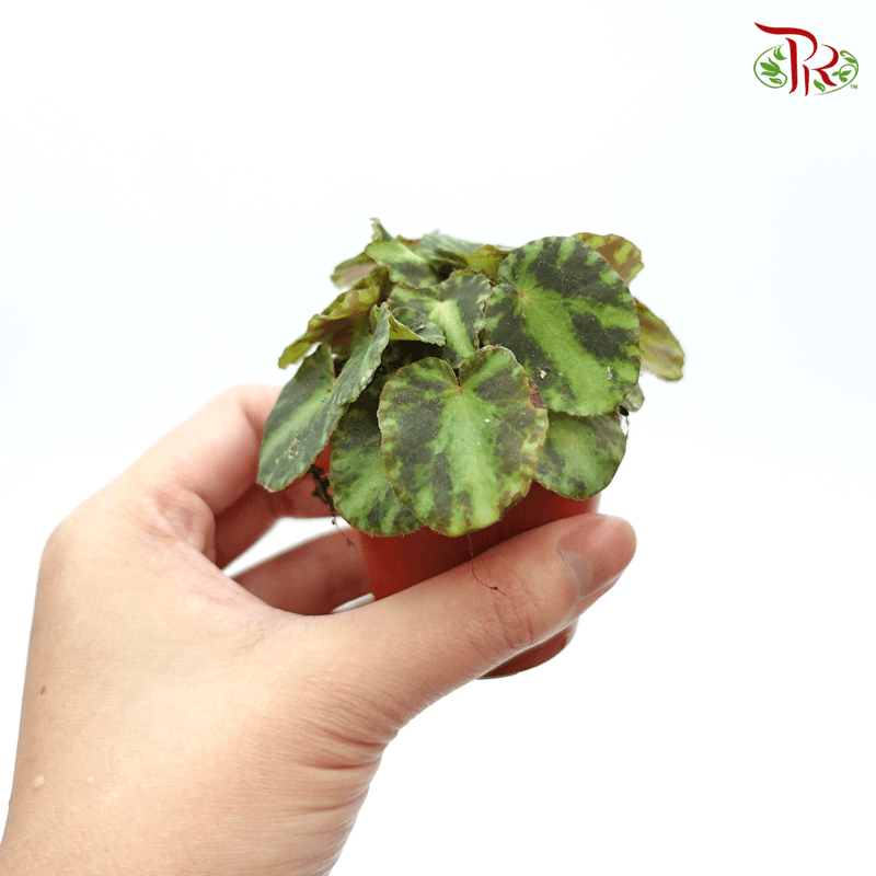 Begonia Cleopatra  《艷后秋海棠》