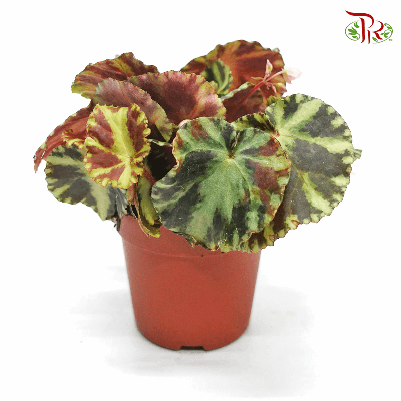 Begonia Cleopatrae 《艷后秋海棠》-Pudu Ria Florist-prflorist.com.my