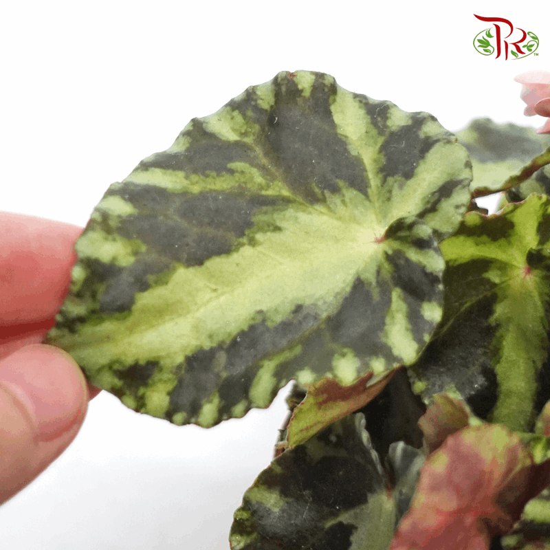 Begonia Cleopatrae 《艷后秋海棠》-Pudu Ria Florist-prflorist.com.my
