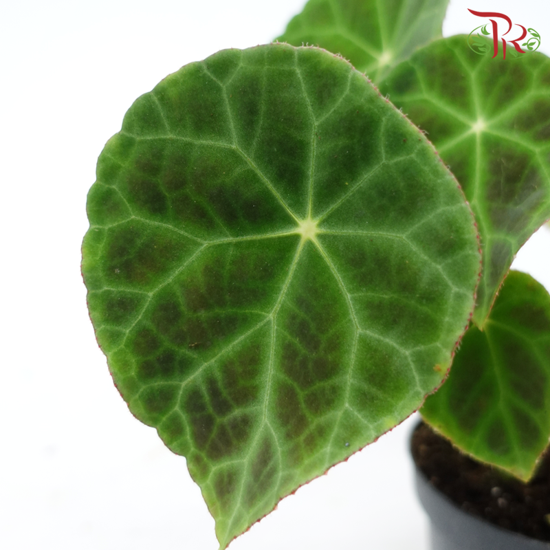 Begonia Goegoensis 120P《火焰秋海棠》