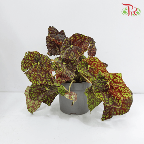 Begonia Green Fever 《秋海棠》
