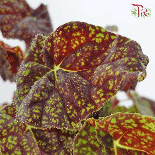 Begonia Green Fever 《秋海棠》-Pudu Ria Florist-prflorist.com.my