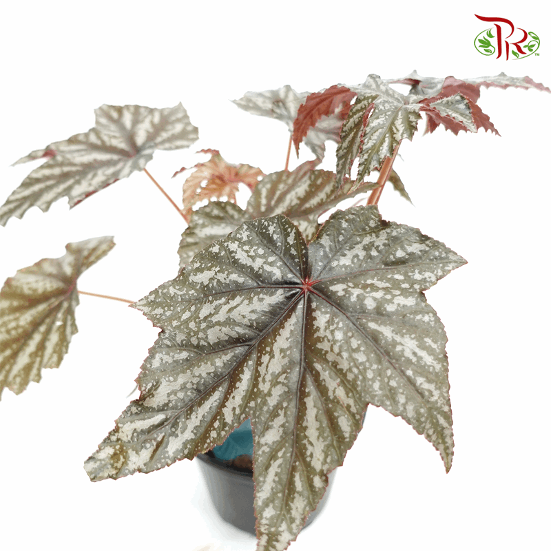 Begonia Gryphon 《鹰狮秋海棠》