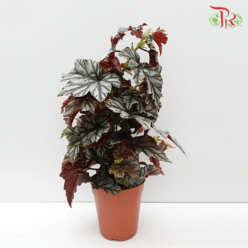 Begonia Highway《海威秋海棠》-Pudu Ria Florist-prflorist.com.my