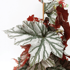 Begonia Highway《海威秋海棠》-Pudu Ria Florist-prflorist.com.my