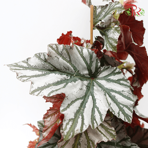 Begonia Highway《海威秋海棠》-Pudu Ria Florist-prflorist.com.my
