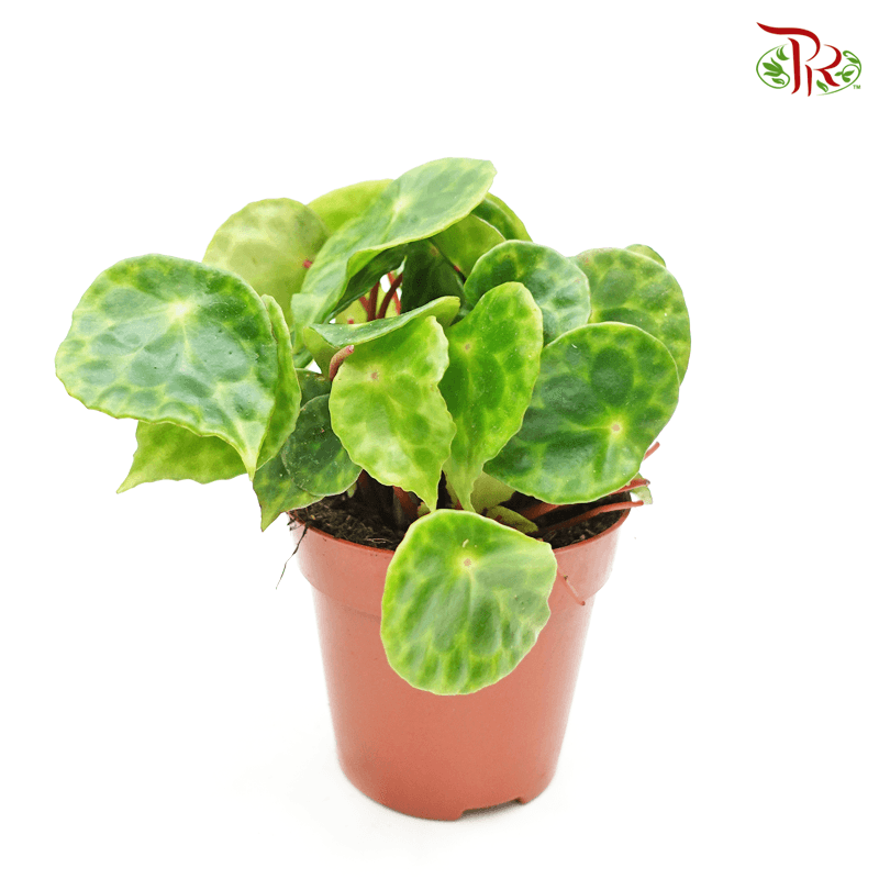 Begonia Kingiana《圭亚那秋海棠》- (20CM)-Pudu Ria Florist-prflorist.com.my