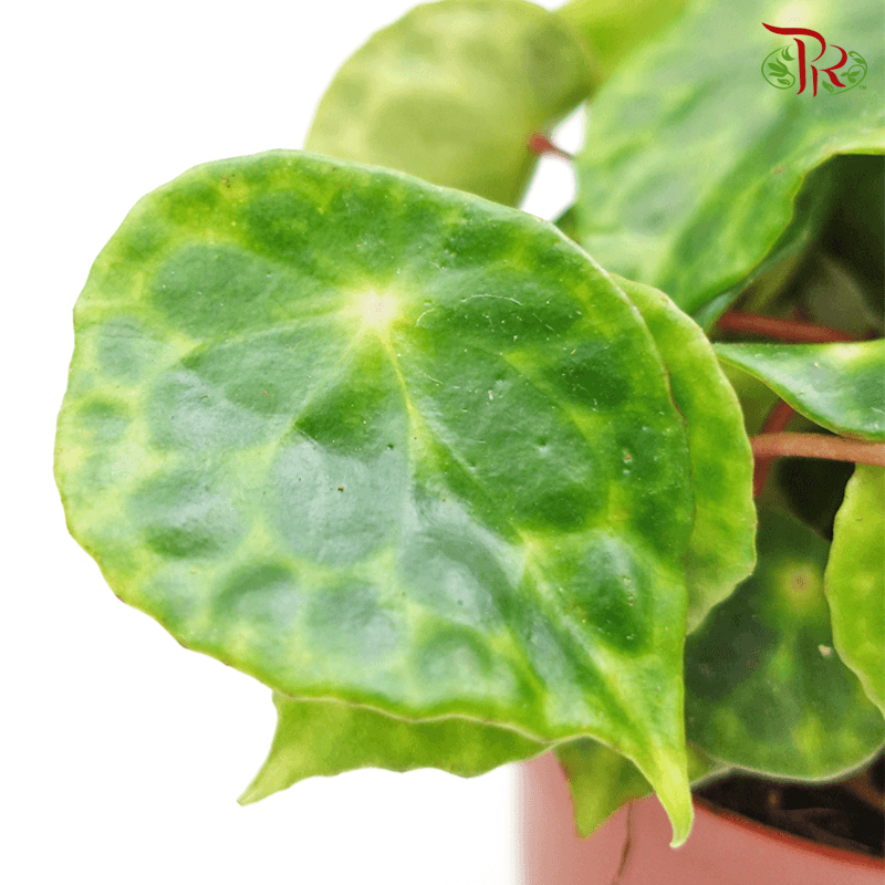 Begonia Kingiana《圭亚那秋海棠》- (20CM)-Pudu Ria Florist-prflorist.com.my