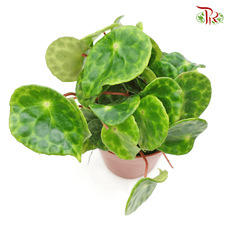 Begonia Kingiana《圭亚那秋海棠》- (20CM)-Pudu Ria Florist-prflorist.com.my