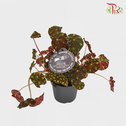 Begonia Leaf Bow Tiger《虎斑秋海棠》-Pudu Ria Florist-prflorist.com.my
