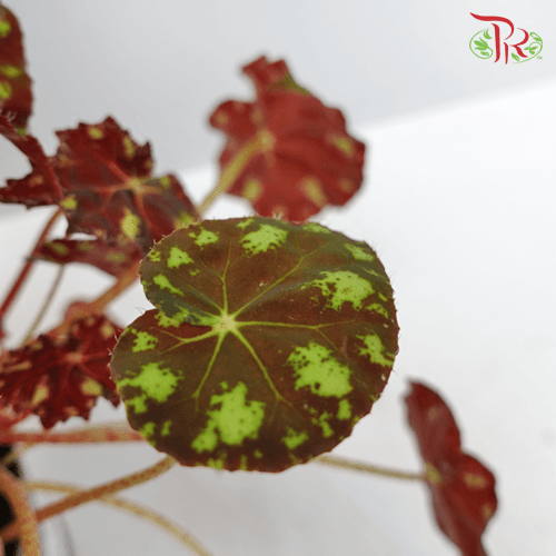 Begonia Leaf Bow Tiger《虎斑秋海棠》-Pudu Ria Florist-prflorist.com.my