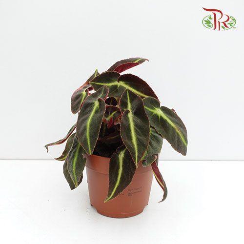 Begonia Listada 《猫眼秋海棠》
