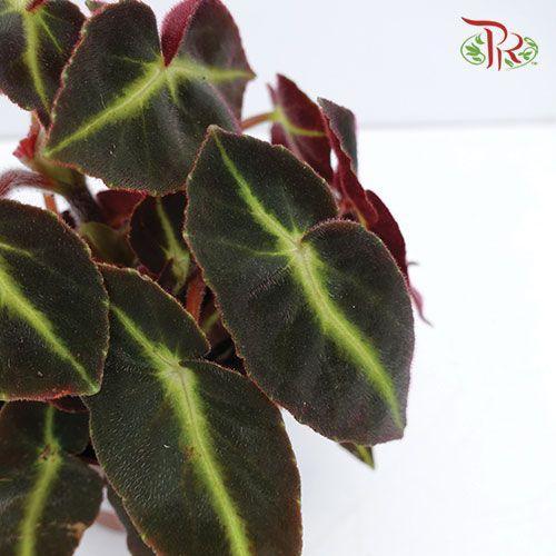 Begonia Listada 《猫眼秋海棠》